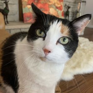 Meet your Posher, Holly